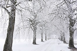 冬天,雪,樹