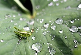 蚱蜢,叶子,绿色