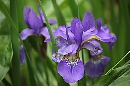 鳶尾花,花,紫色