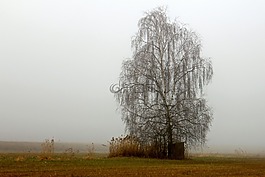景觀,草地,霧