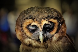 貓頭鷹,鳥(niǎo),猛禽