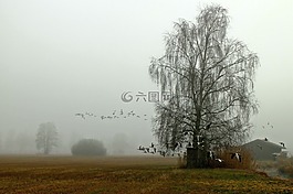 飛的鳥(niǎo),景觀,霧