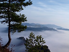 雾,松,斯洛伐克