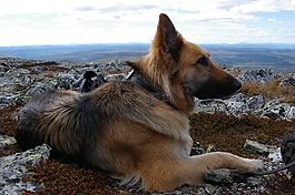 狗,德國牧羊犬,視圖