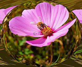 花,開花,關(guān)閉