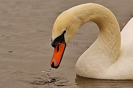 天鵝,水禽,動(dòng)物世界