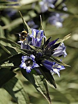 花,熊蜂,昆蟲