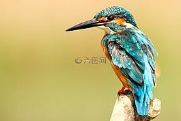 鳥(niǎo),鳥(niǎo)嘴,羽毛