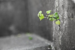 生命,小草,頑強