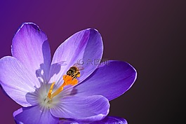 開(kāi)花,郵票,昆蟲(chóng)