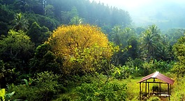 日落,松樹(shù),黃色的樹(shù)