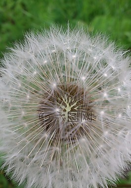 蒲公英,性質(zhì),花園