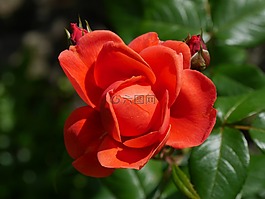 玫瑰,紅色,花