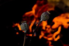 頭,罌粟,鴉片