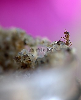耳鳴,昆蟲綱,砂