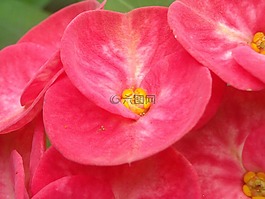 ephorbia,鲜花,红色
