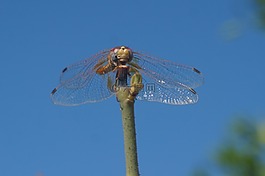 蜻蜓,性質(zhì),宏