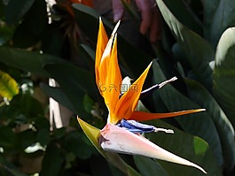 strelitzias,天堂鸟花,鹦鹉百隆