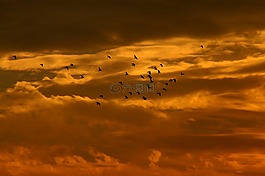 日落,天空,云