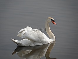 天鵝,鴨,鳥