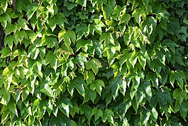 藤葉,裝飾壁,綠色