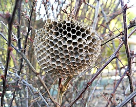黃蜂,黃蜂'巢,巢