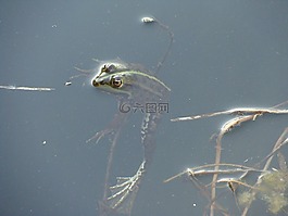 青蛙,湖,游泳