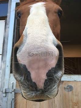 馬,嘴里,特寫