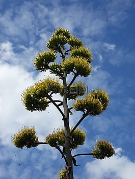 龍舌蘭,植物,盛開