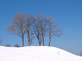 山,雪,樹