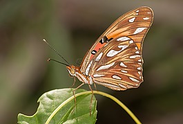 agraulis vanillae,蝴蝶,昆蟲