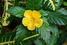 花,芙蓉,黄色