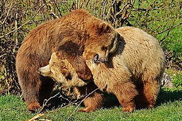 熊,wildpark 地點(diǎn),播放