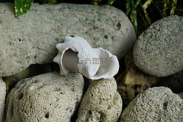 貽貝,白,海灘