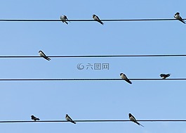 鸟类,燕子,线