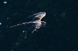 動物,鳥,鷹
