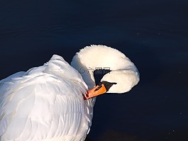 天鵝,鳥,水