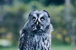 動物,野生動物,貓頭鷹