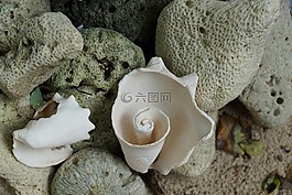 貽貝,白,海灘