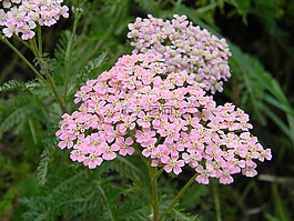 tya?elistnik 粉紅色,蓍草,場草