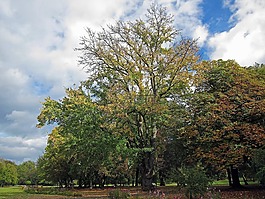 壞 kissingen,德國,景觀