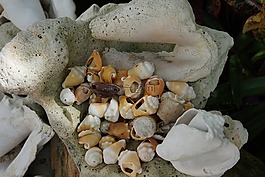 貽貝,白,海灘