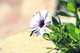 花,蜜蜂,紫