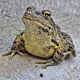 蟾蜍,青蛙,動物