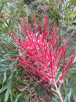 花,植物,紅色