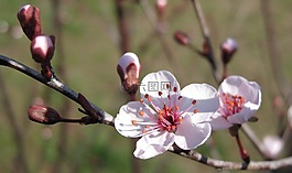 梅花,櫻花,櫻桃
