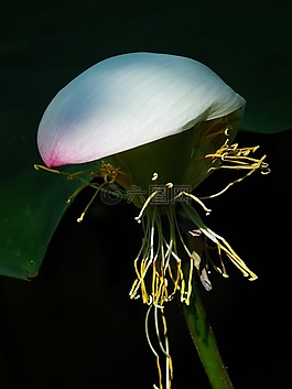 蓮花,褪色,花