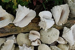 貽貝,白,海灘