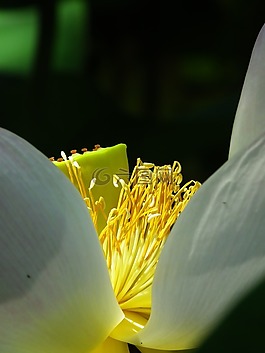 莲花,种子是,花