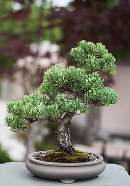 植物,葉子,自然